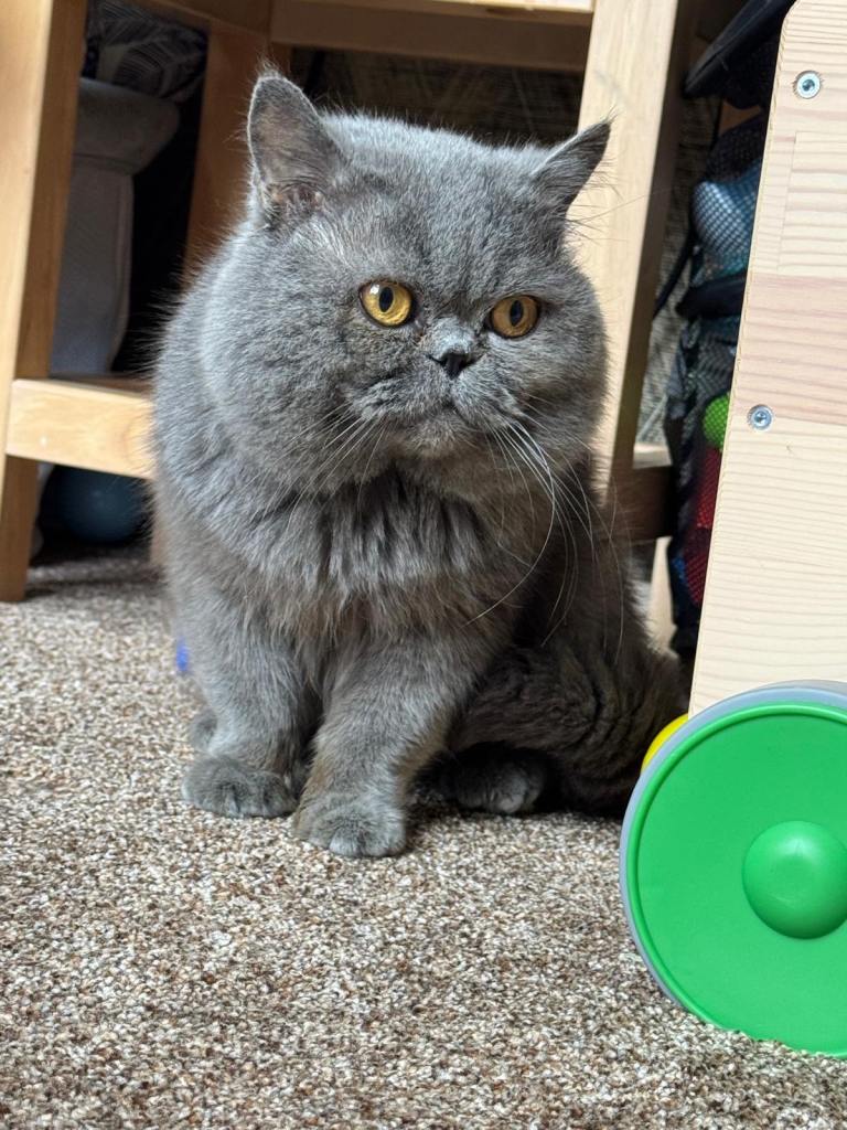 British Shorthair Male Cat Looking For A New Loving Home