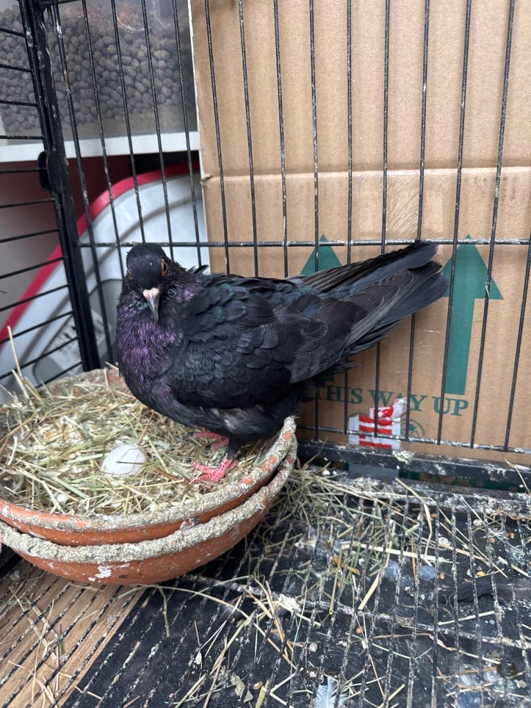 Mixed Archangel pigeon 