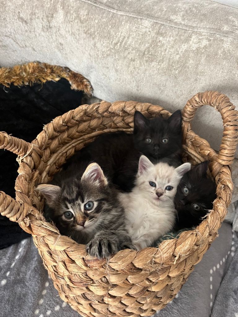 3 beautiful fluffy kittens for sale 