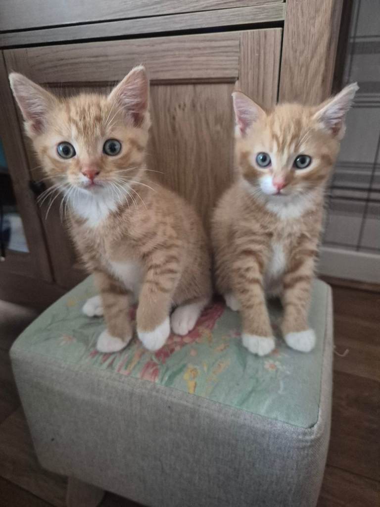 2 Beautiful Ginger Female Kittens
