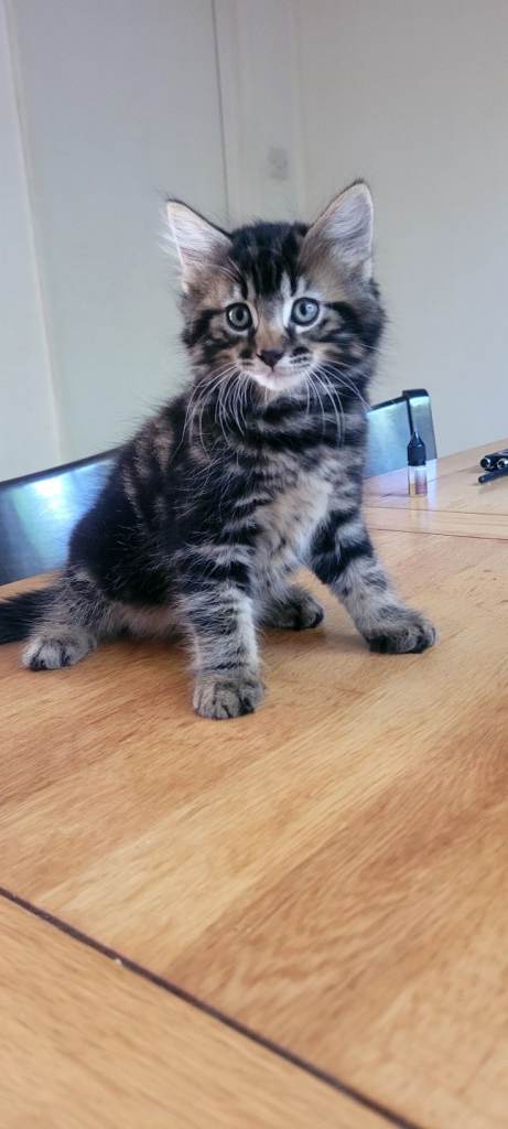 4 beautiful kittens 