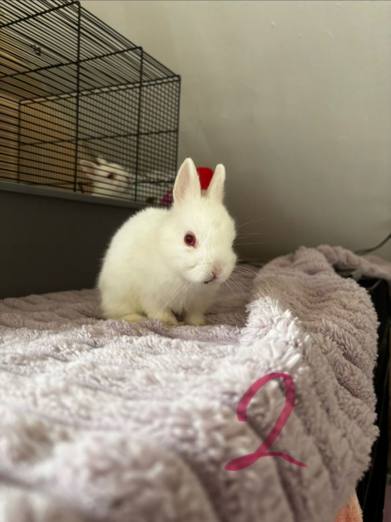 2 baby bunnies!!!