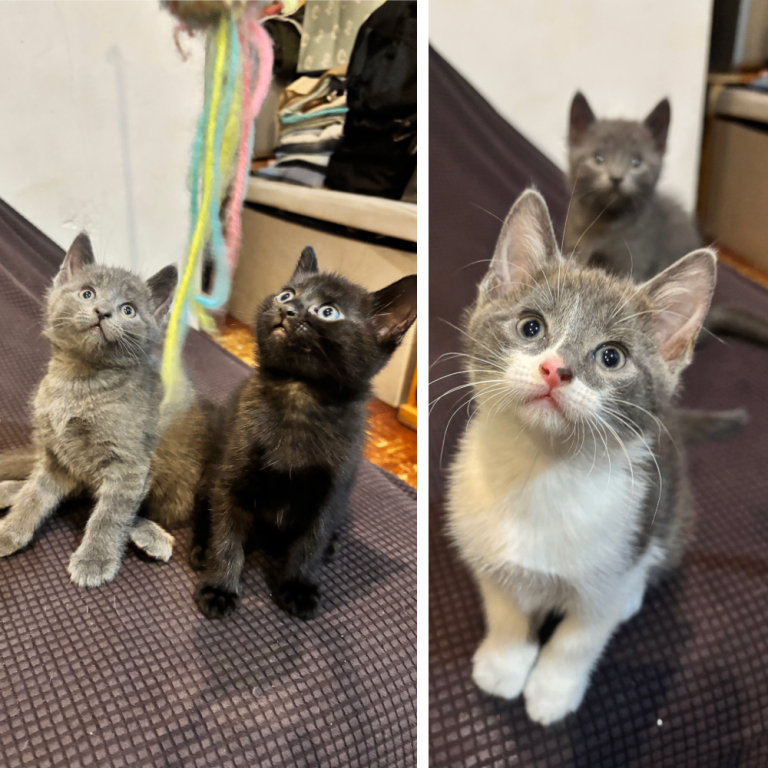 3 Adorable British Shorthair Mix Kittens