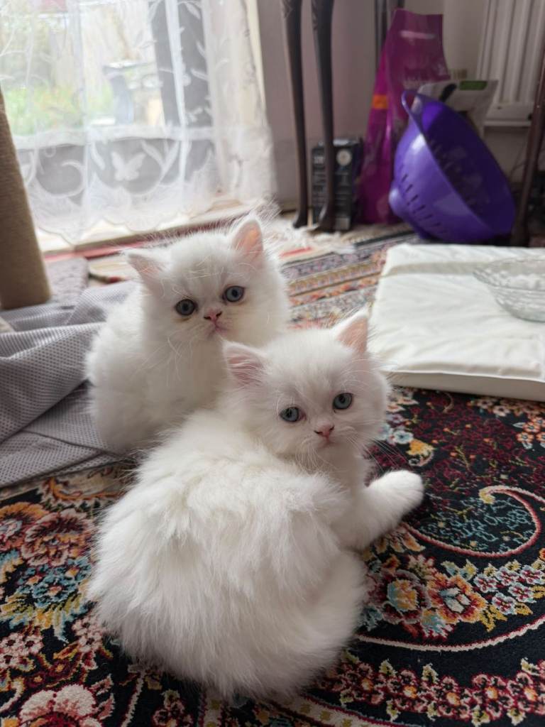 Baby Persian cat