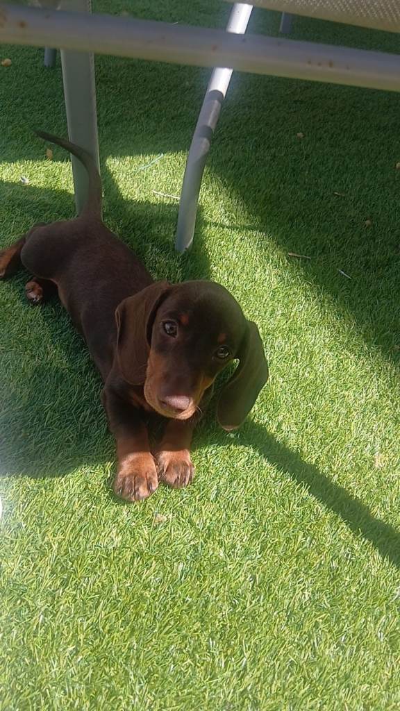 DACHSHUND PUPS FOR SALE MINATURES 12 WEEKS OLD SILVER BOY & CHOCOLATE/TAN BITCH