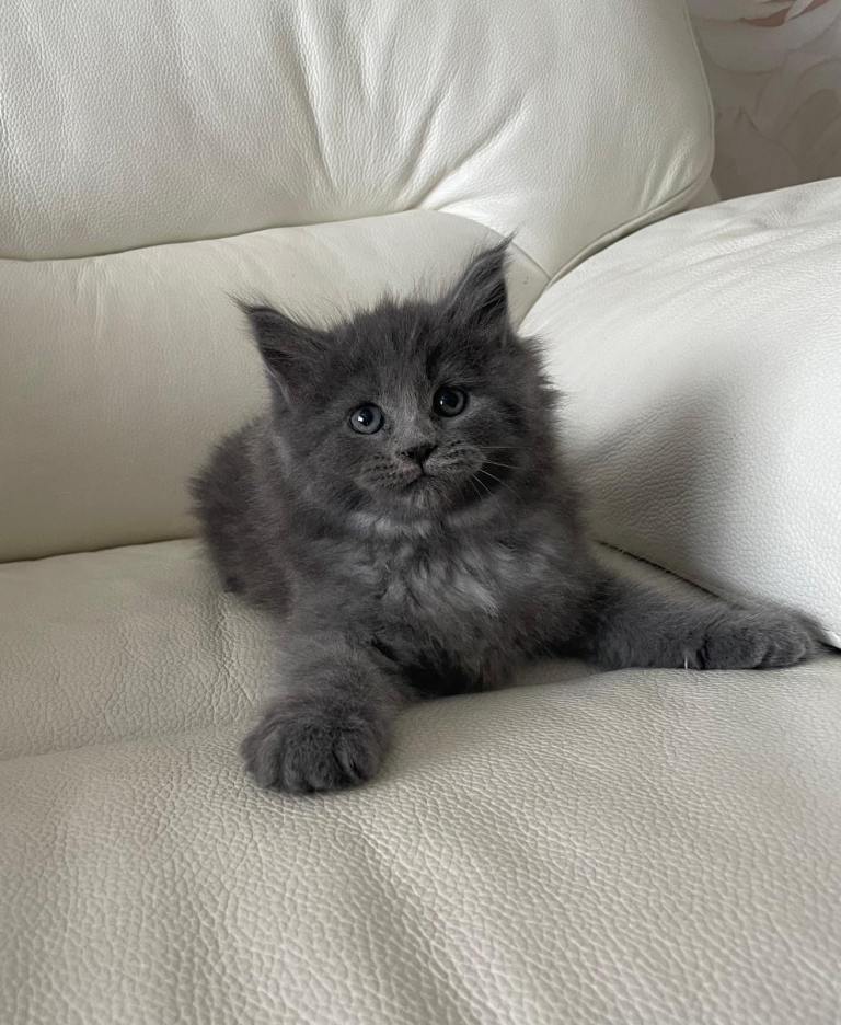 Pedigree Maine Coon X Pedigree Ragdoll 