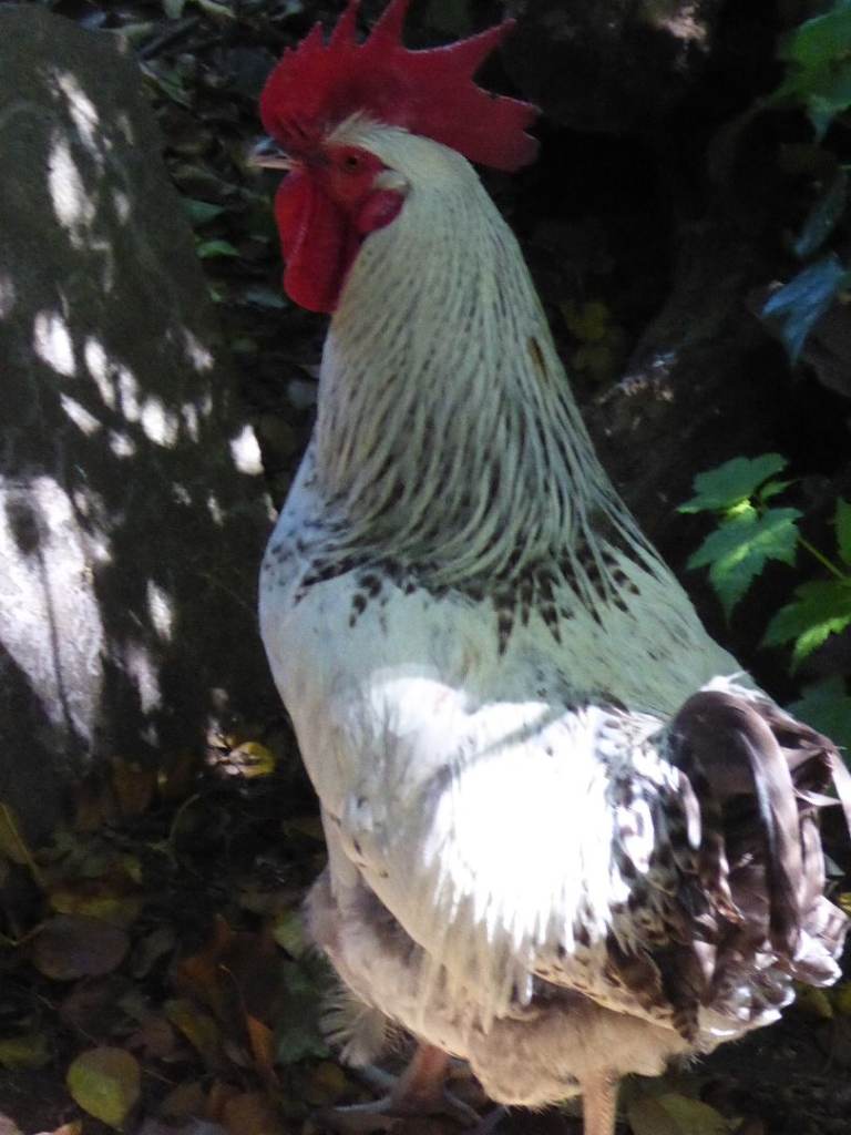 Cockerel, Sussex cross - one year old 