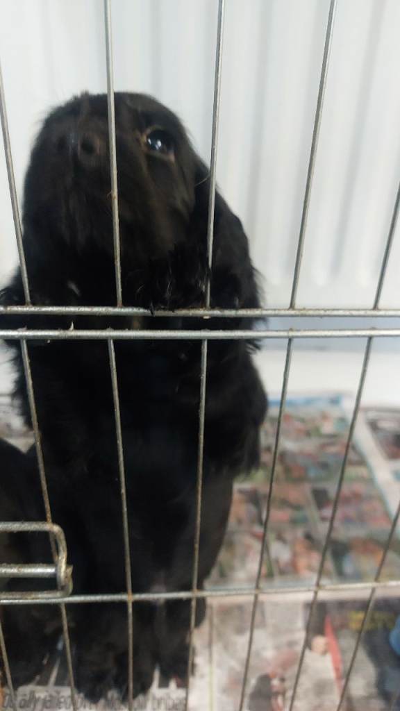   black cocker spaniel pups