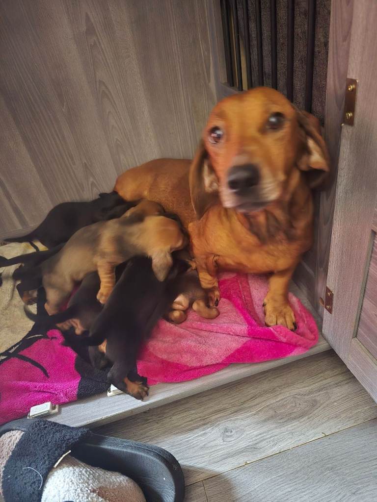 Full dachshund for sale 