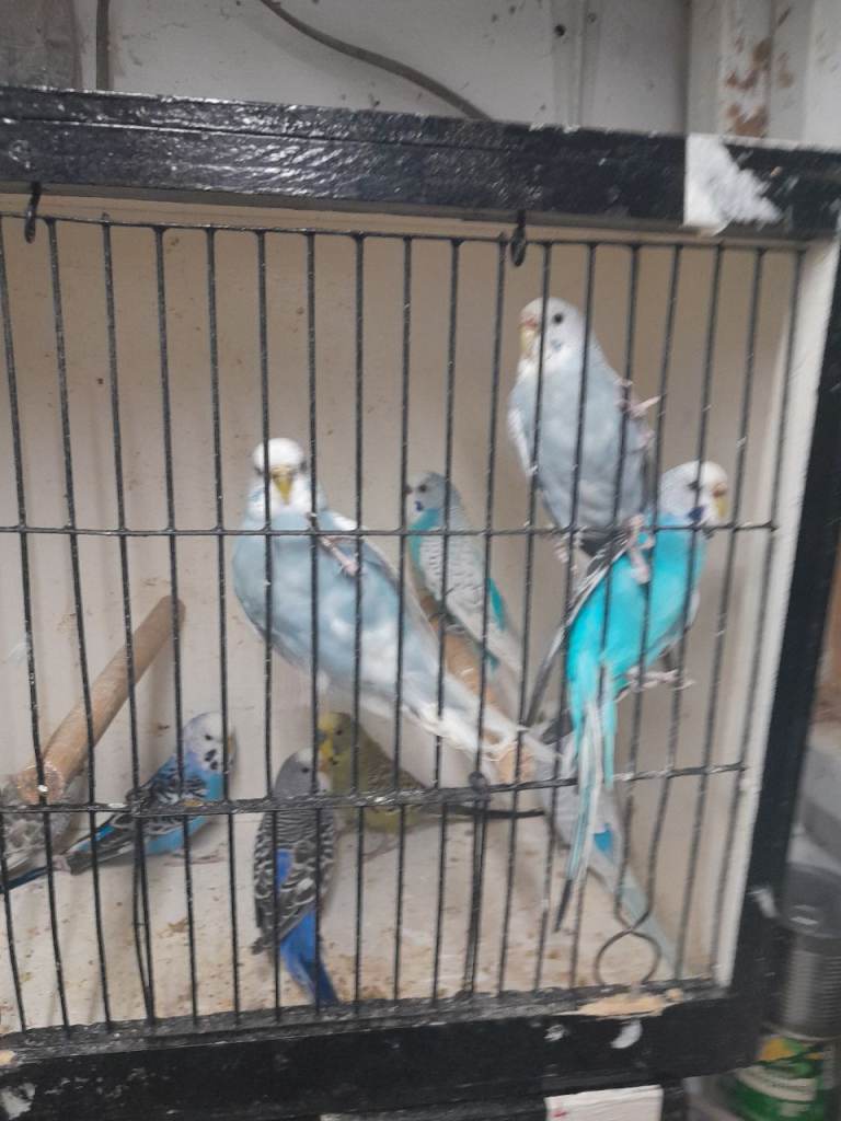 image for Budgies for sale 