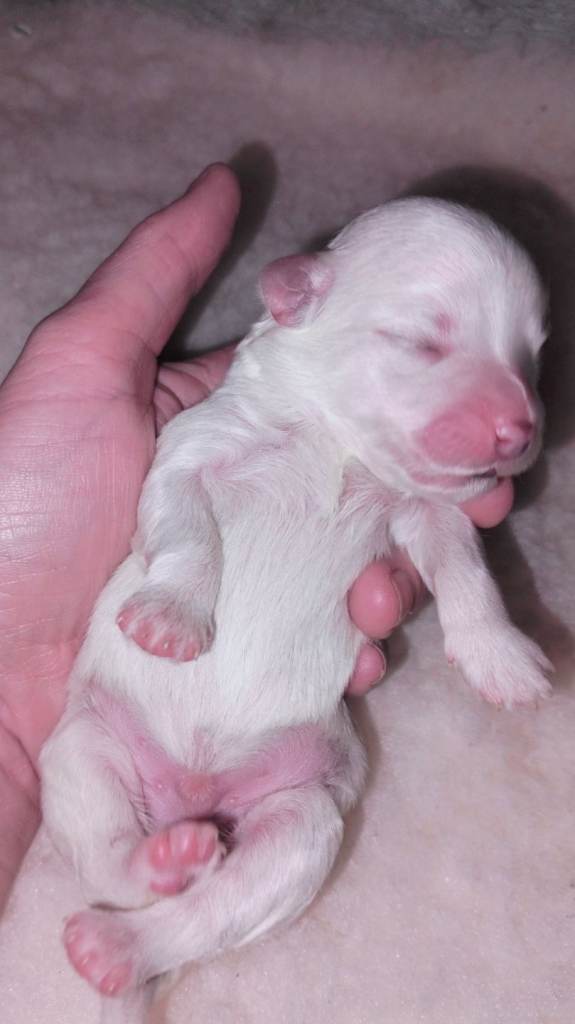 image for Maltese puppies **only one little boy left*