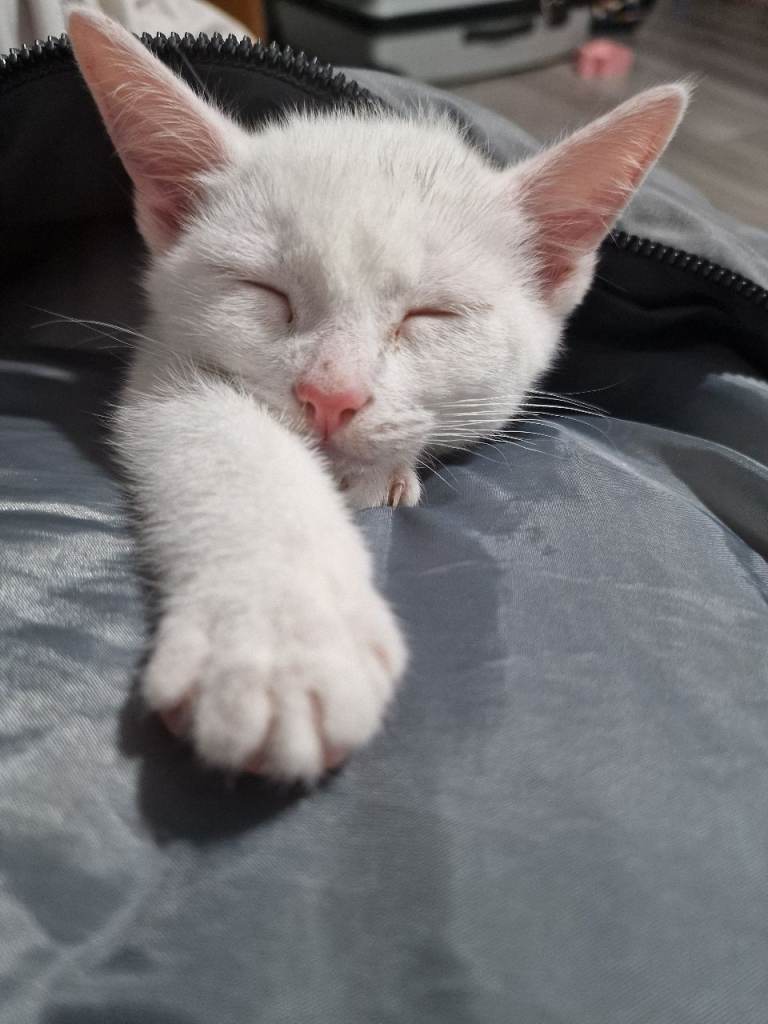 Kitten