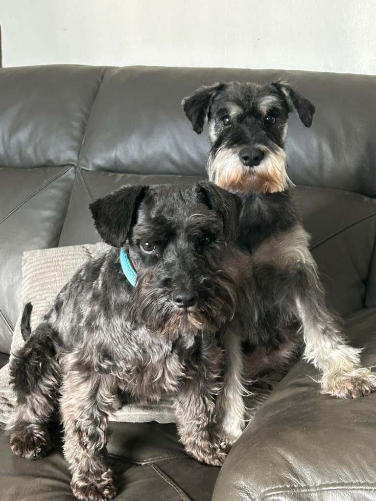 Miniture schnauzer pups 2 boys 