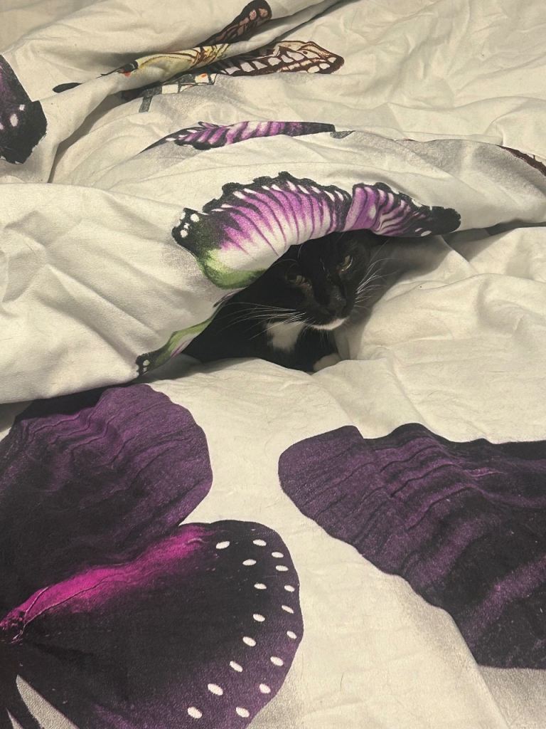 Two brothers for sale