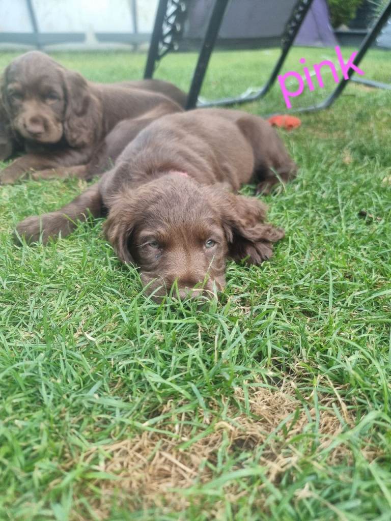 Cocker spaniel girl