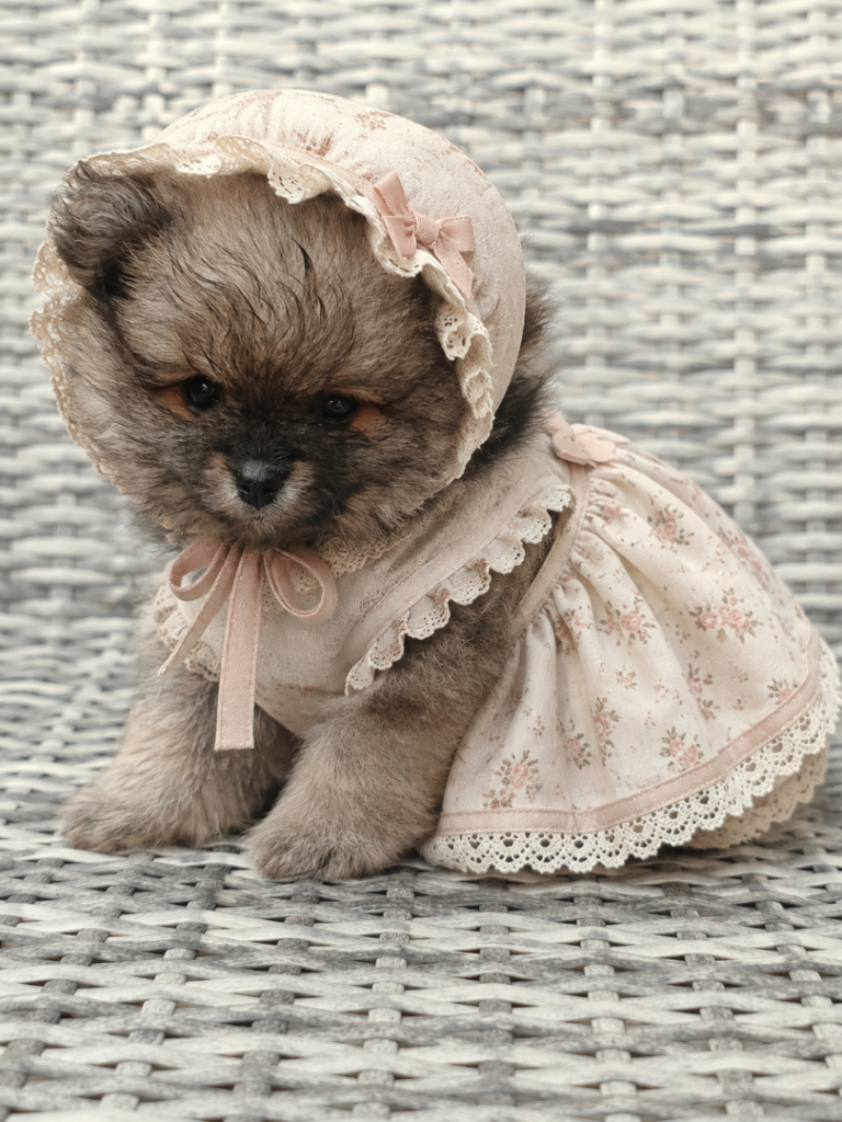 TOY POMERANIAN GIRL LEFT