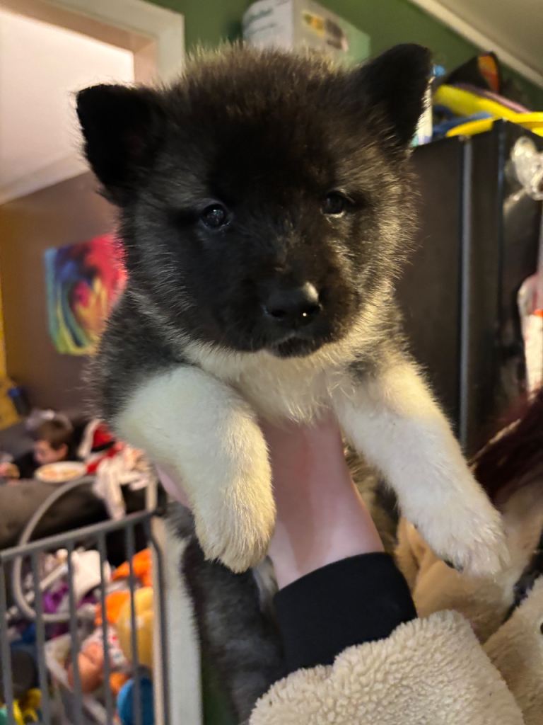 American Akita puppies 