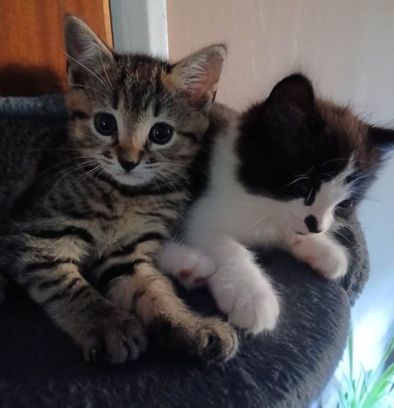 🐾 TWO TINY BUNDLES OF TROUBLE LOOKING FOR THEIR FOREVER HOMES 🐾
