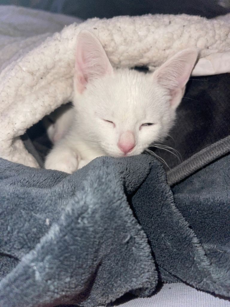 Pure white female kittens 🐱