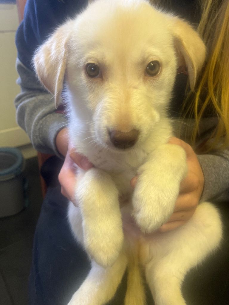 Puppies