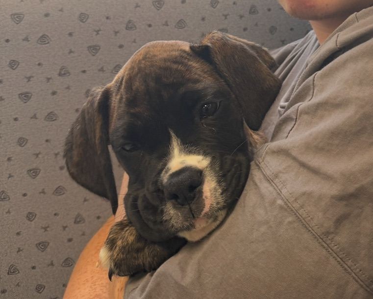 Beautiful boxer puppies 1 brindle boy left 