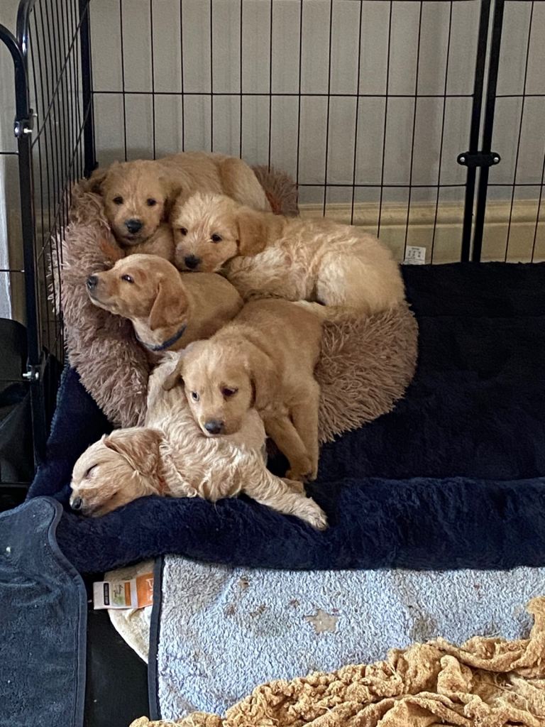 School Dog Multigen Labradoodles Ready June 13th