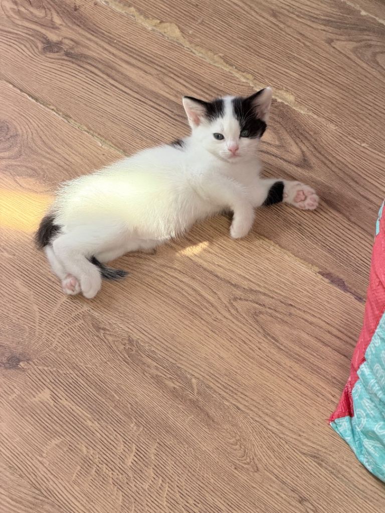 Three beautiful kittens for sale 