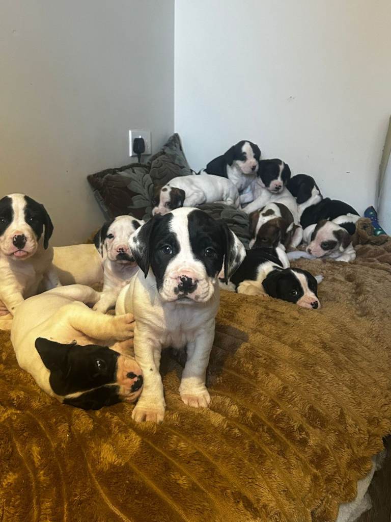 American Johnson bulldog puppies x springer