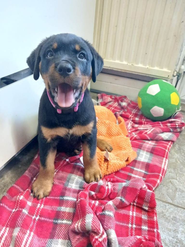 Kc rottweiler one girl available READY NOW 