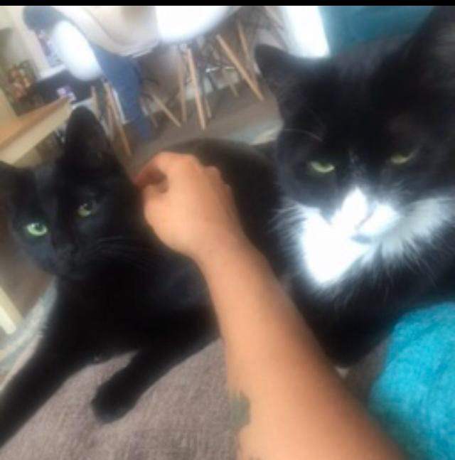 Urgent: Loving Homes Needed for Two Cats – Can Be Rehomed Separately