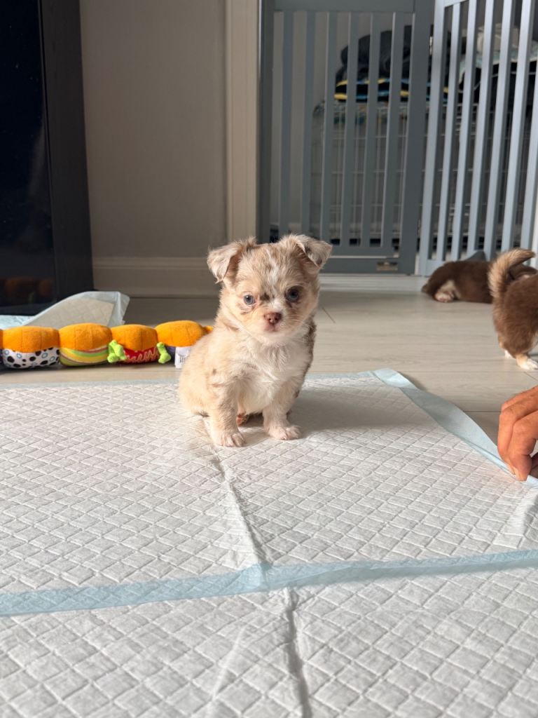 chihuahua puppies long coat