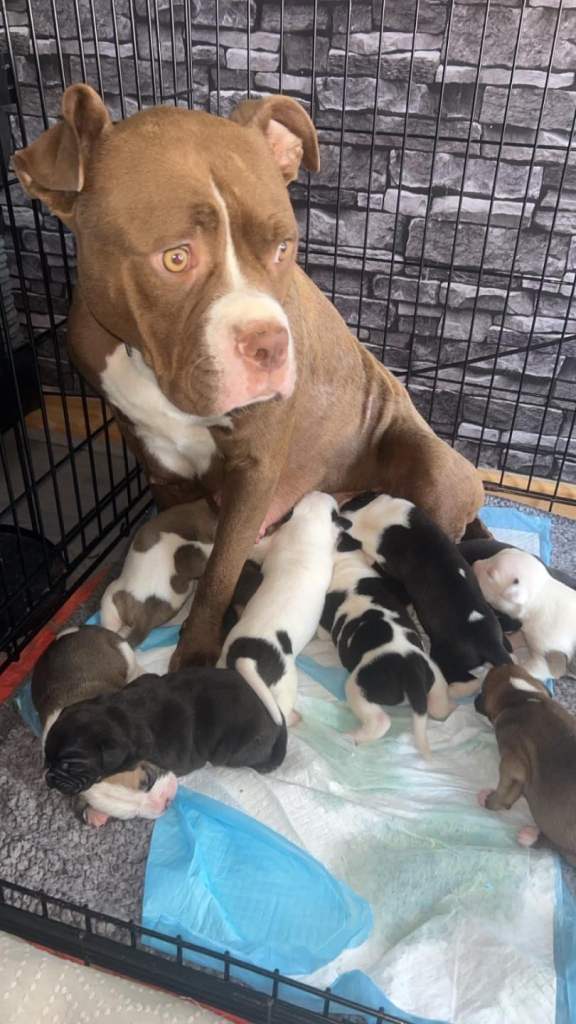 American bulldog X staffy puppies 