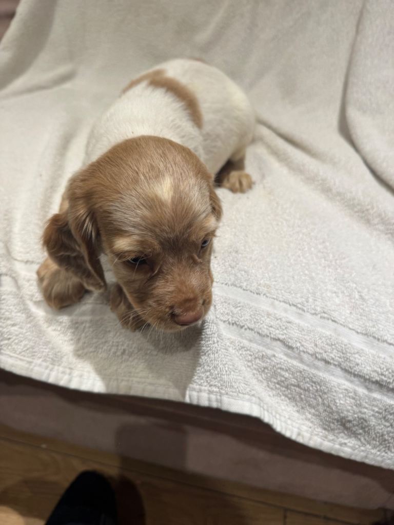 Cocker spaniel puppy