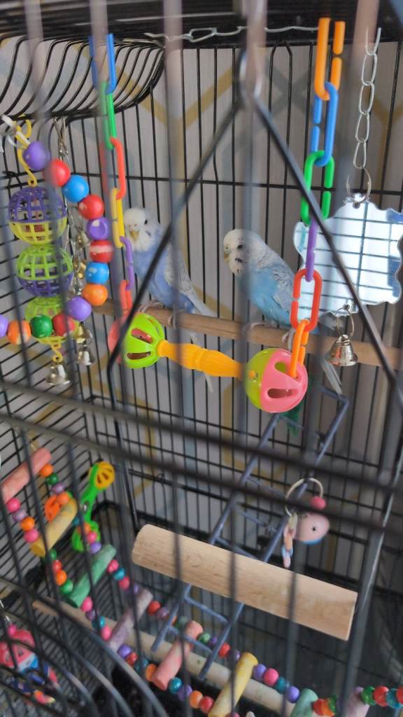 Two male budgies for sale