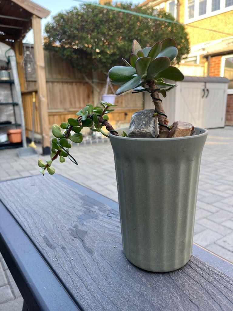 Portulacaria Afra Dwarf Jade Bonsai + Crassula ovata