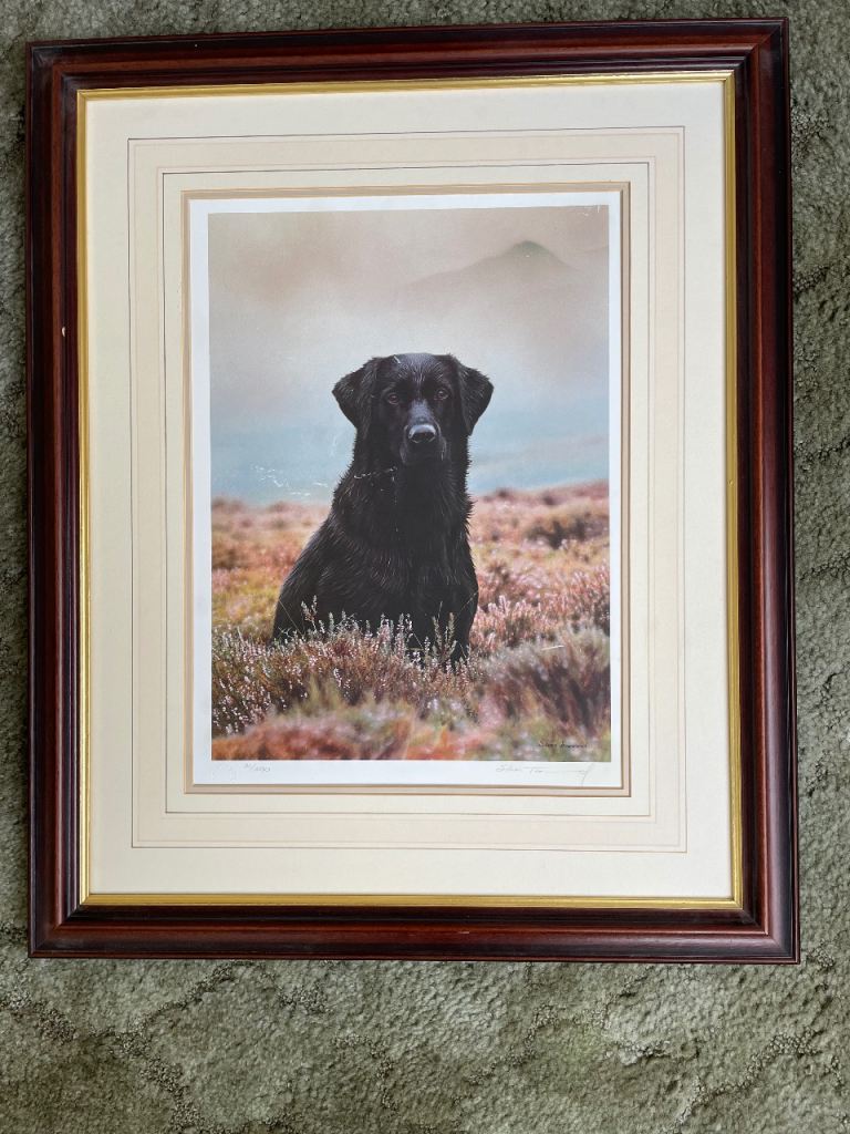 Labrador Collection 