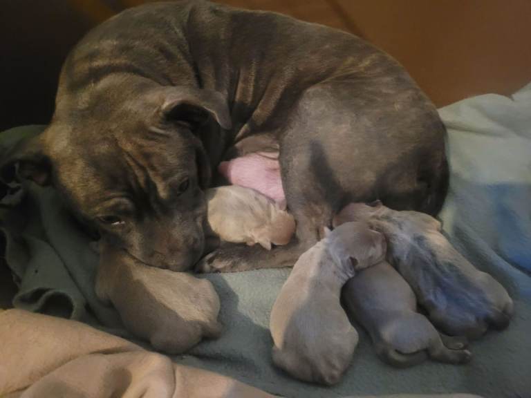 Staffy puppies 