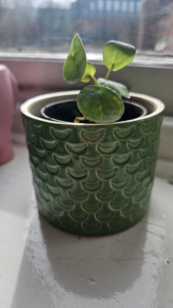Chinese money plant /pot included 