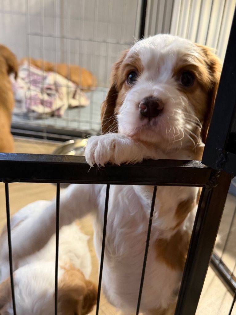 Dog 