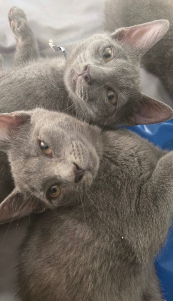 Russian Blue kittens 