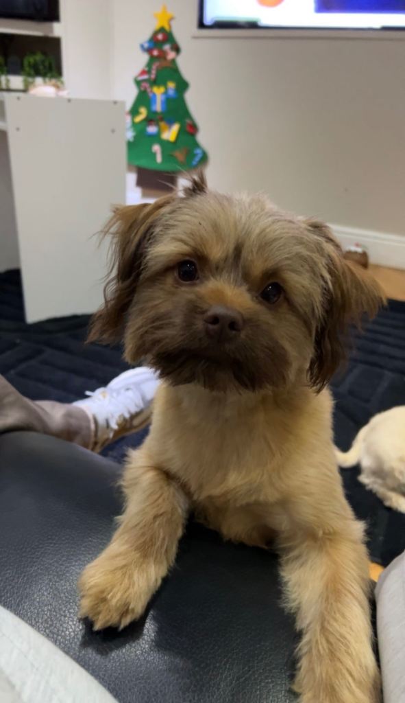 1 year old Male Shih Tzu