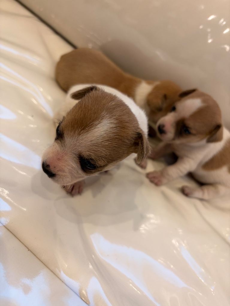 Chihuahua puppies 