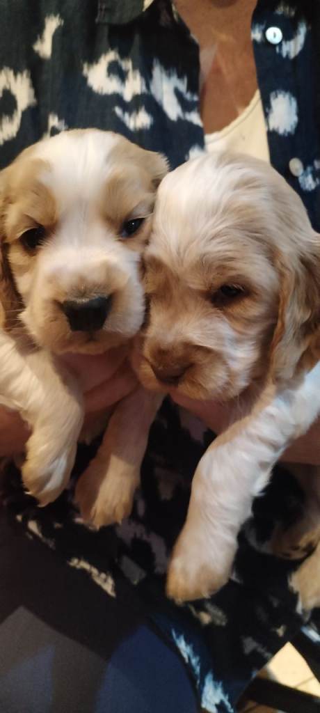 Stunning Kc reg cocker spaniel pups for sale - golden and orange roan