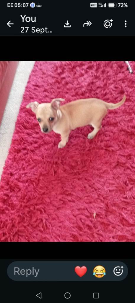 Chihuahua needs good home 