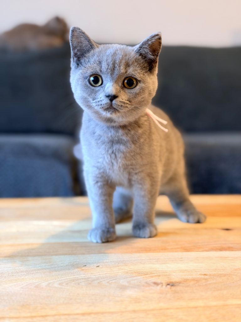 Fluffy British Shorthair Kittens