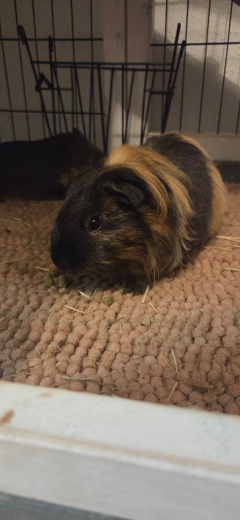 Female guinea pig for sale