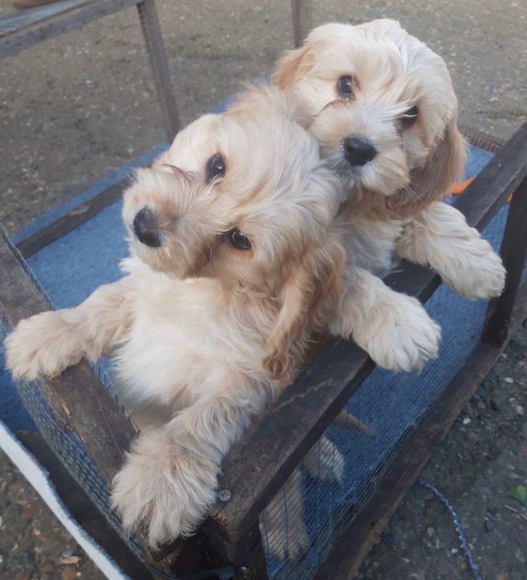 Cockerpoos Puppies