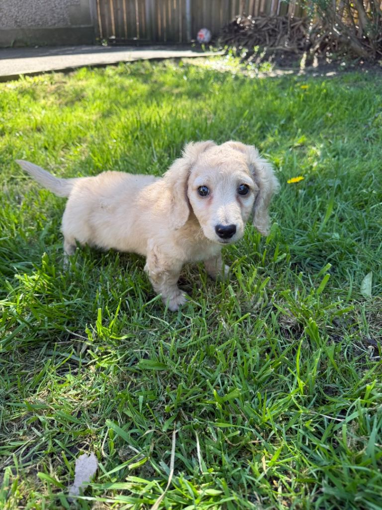 Beautiful miniature crem  long hair dachshund for sel