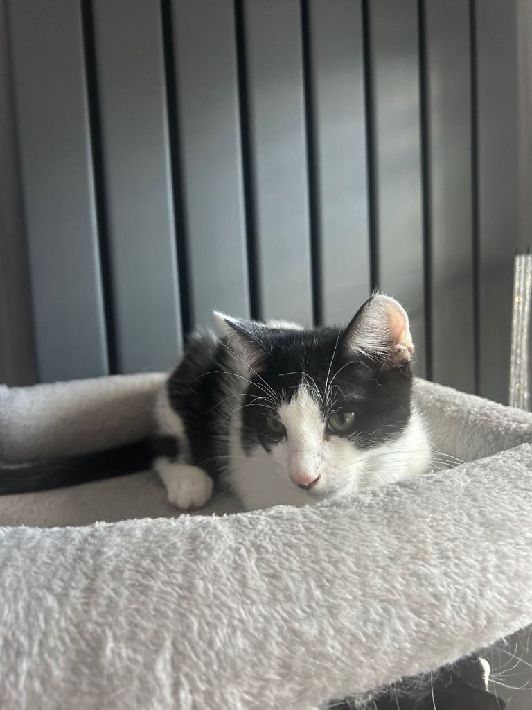 Kittens Looking for its forever loving Family 