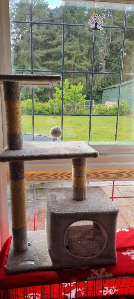 cat tree